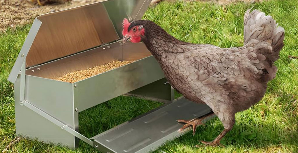 Poule actionnant le mécanisme à pédale d'une mangeoire anti-nuisibles