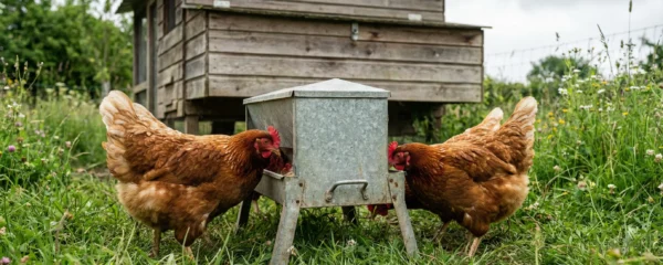 Poules pondeuses picorant dans une mangeoire hygiénique en tôle galvanisée